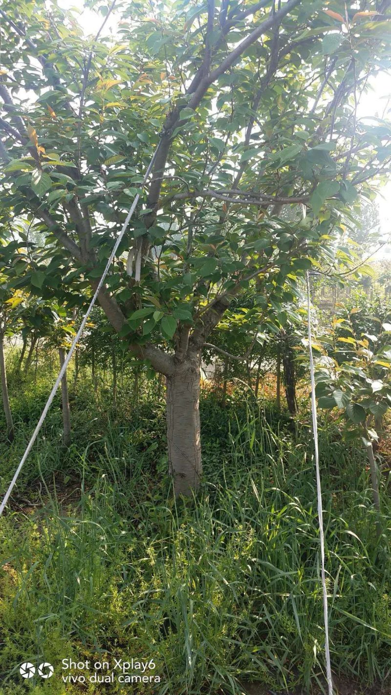 高杆樱花