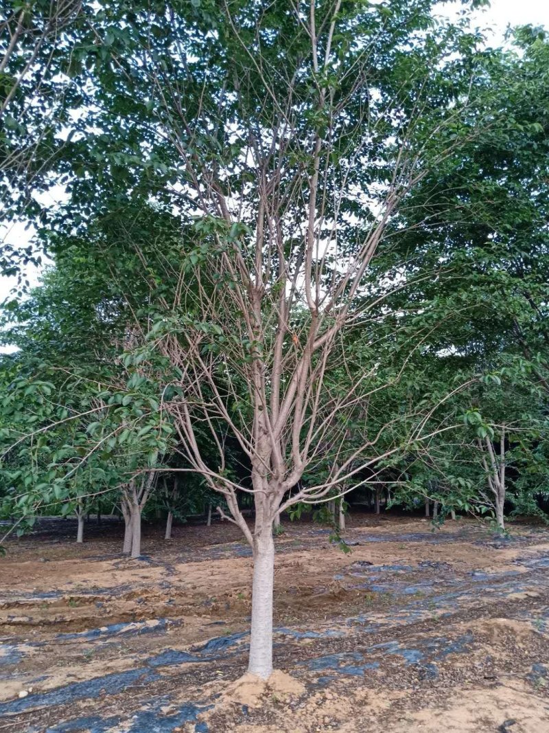 高杆樱花
