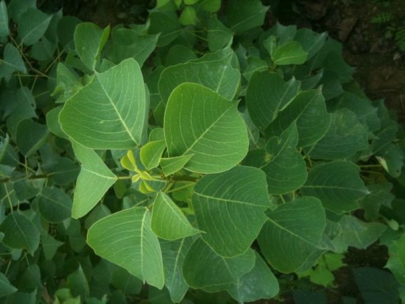 常年批发供应山乌桕价格优惠，沭阳山乌桕基地现货待售