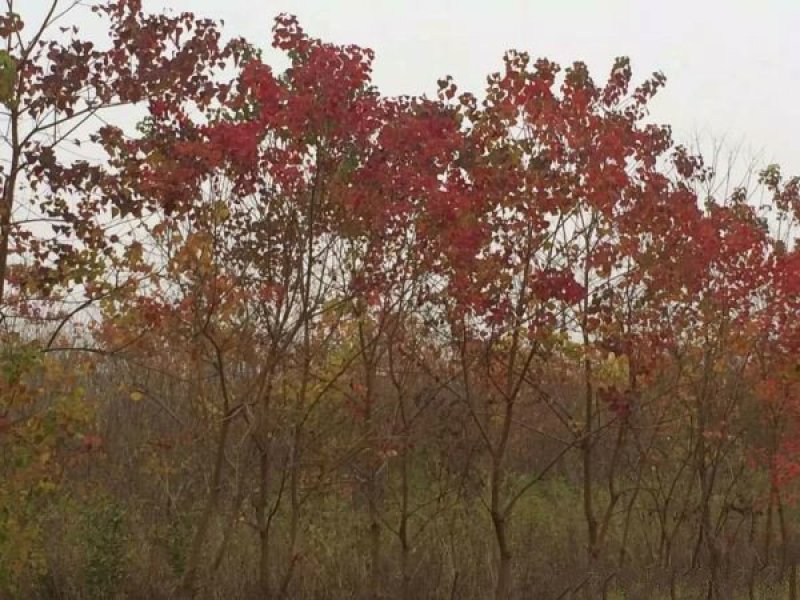 常年批发供应山乌桕价格优惠，沭阳山乌桕基地现货待售