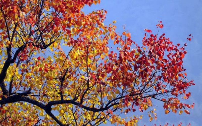 常年批发供应山乌桕价格优惠，沭阳山乌桕基地现货待售