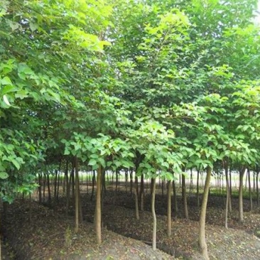 常年批发供应山乌桕价格优惠，沭阳山乌桕基地现货待售