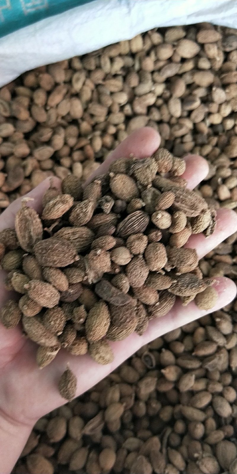 进口砂仁。壳砂仁，阳春砂仁，砂仁米砂仁