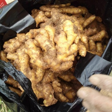 泗水县优质小黄姜大量出售中……………………