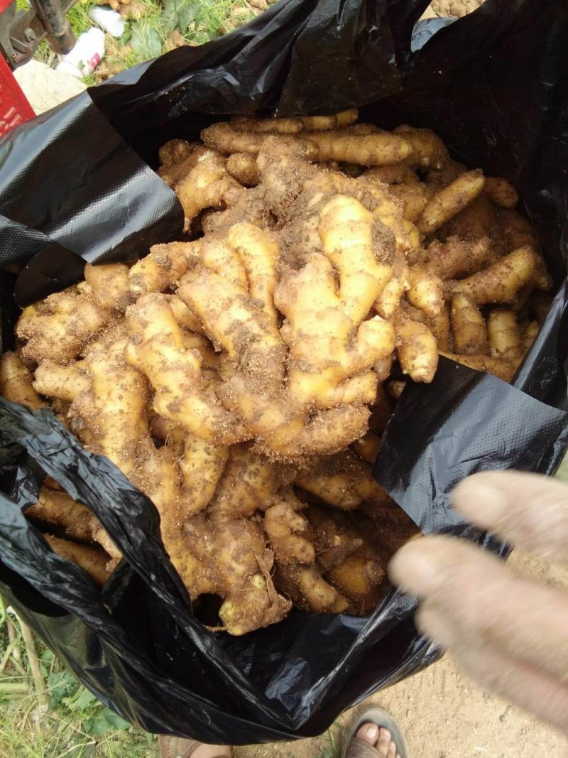 泗水县优质小黄姜大量出售中……………………
