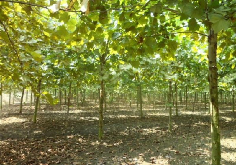 常年批发供应梧桐树价格优惠，沭阳梧桐树基地现货待售