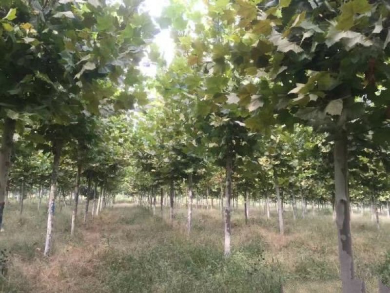 常年批发供应梧桐树价格优惠，沭阳梧桐树基地现货待售