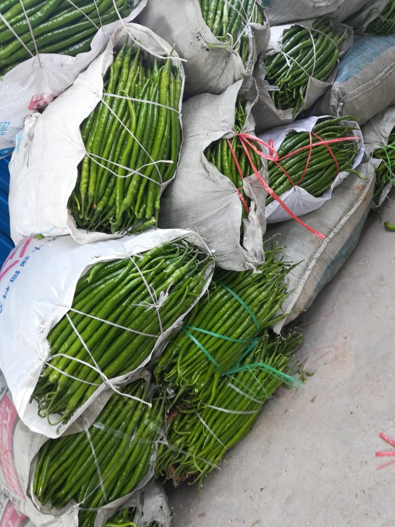 ️黄线椒️，潍坊青州黄线椒，大量上市。8号线椒，3号线椒