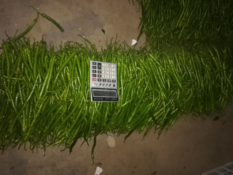 ️黄线椒️，潍坊青州黄线椒，大量上市。8号线椒，3号线椒