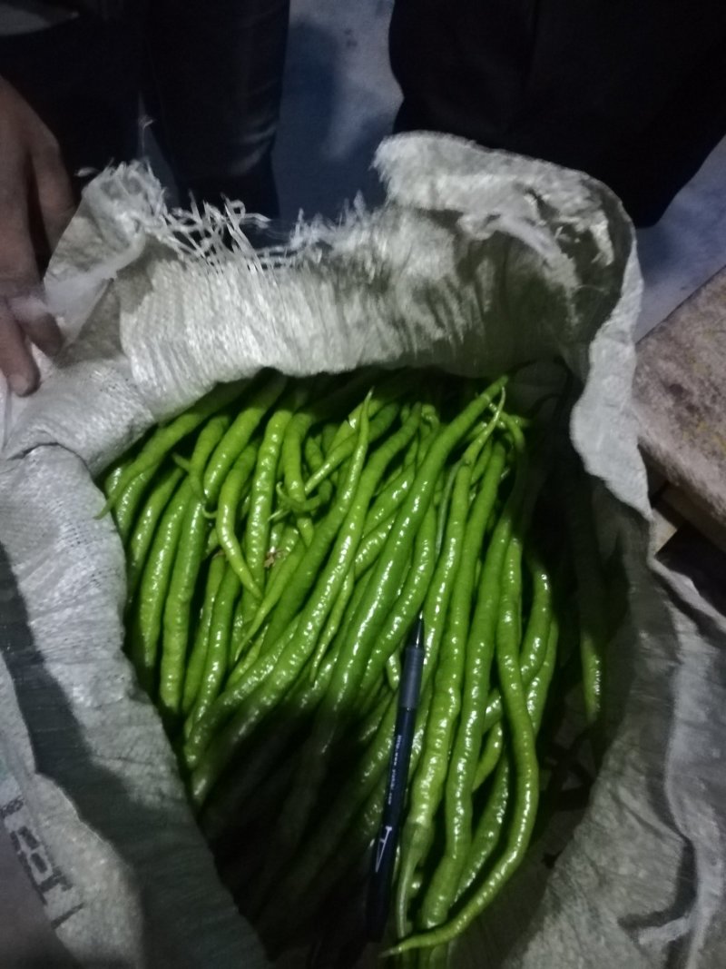 ️黄线椒️，潍坊青州黄线椒，大量上市。8号线椒，3号线椒