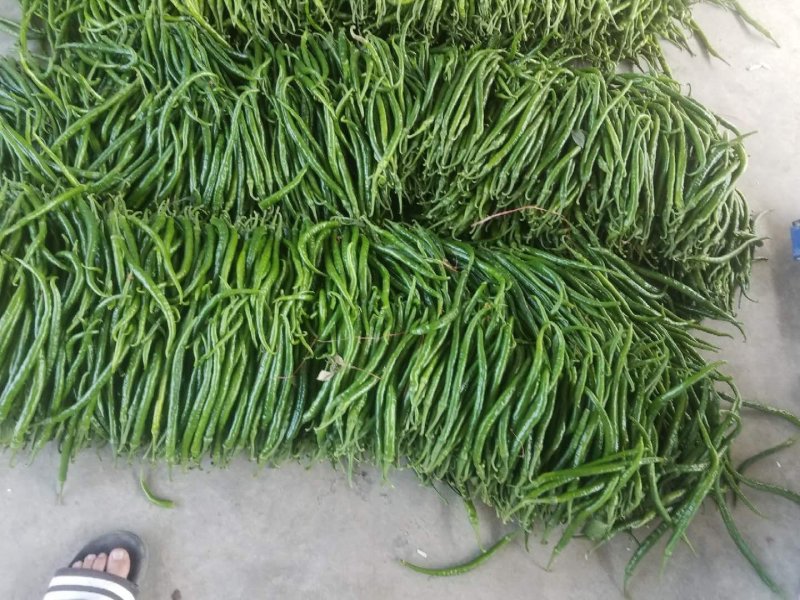 ️黄线椒️，潍坊青州黄线椒，大量上市。8号线椒，3号线椒