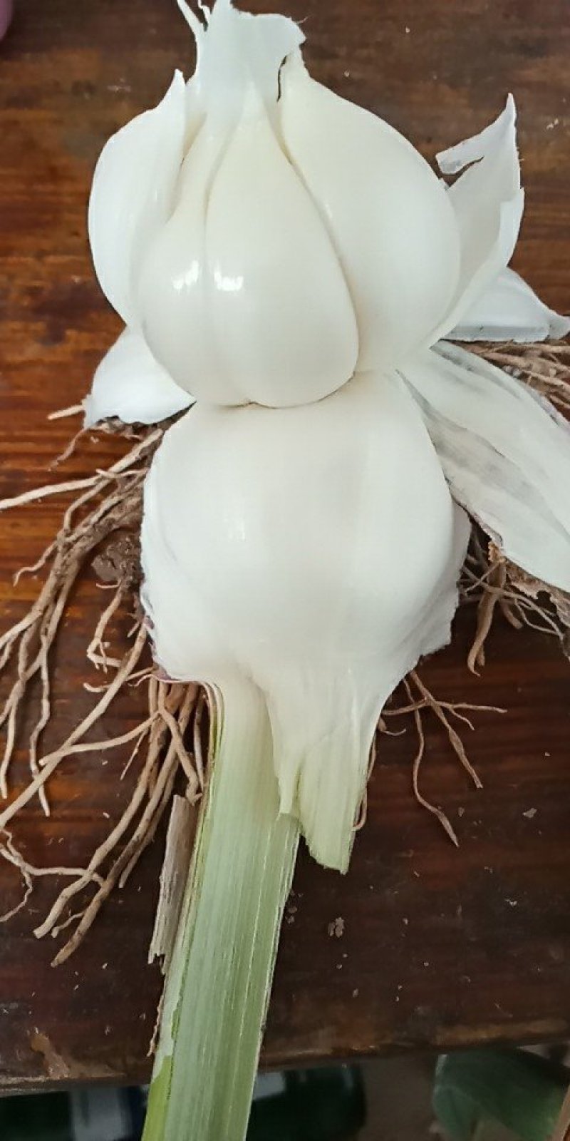 商河大青稞，基地直供，一手货源，可全国发货