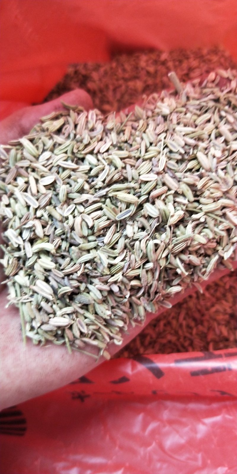 优质调味香料小茴香色青无硫新货