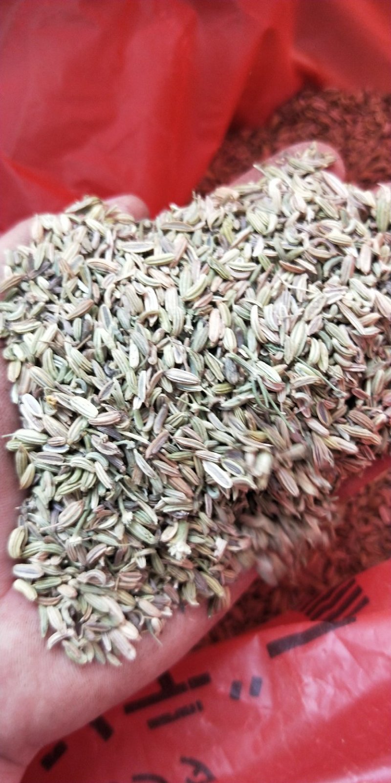 优质调味香料小茴香色青无硫新货