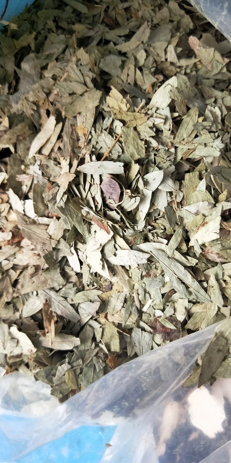 番泻叶，优质泻叶泻叶茶