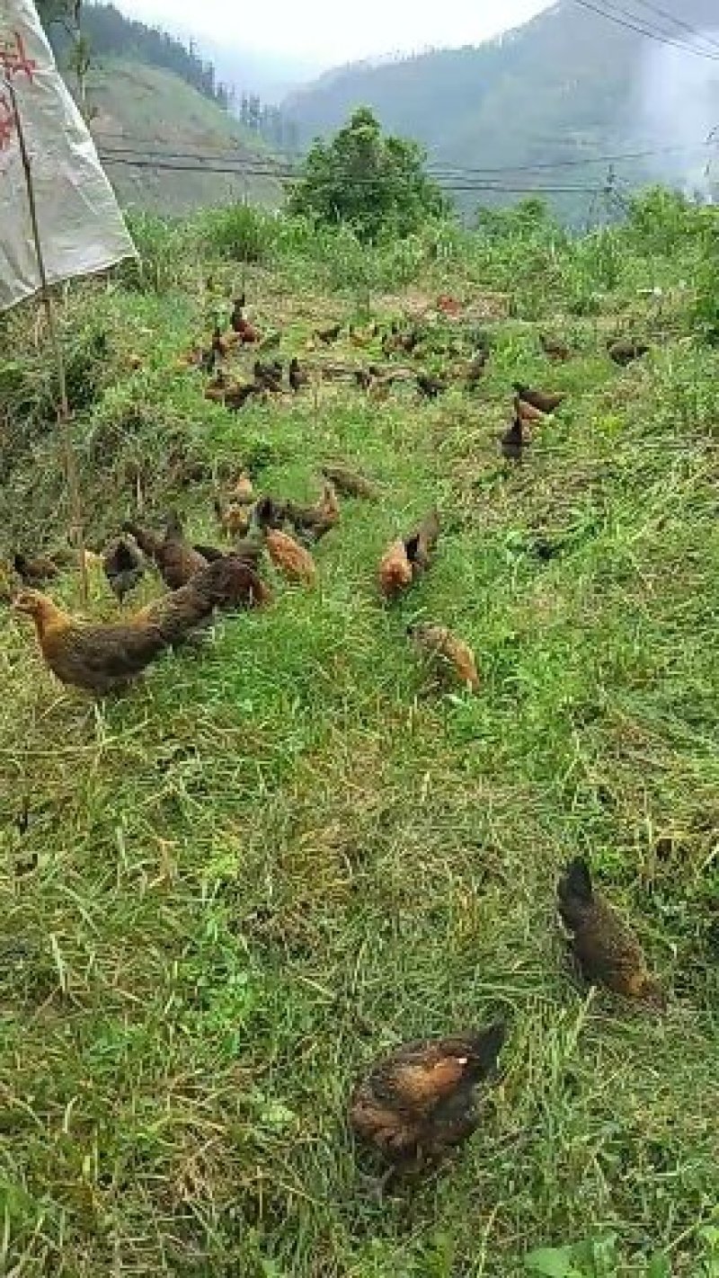 散养土鸡