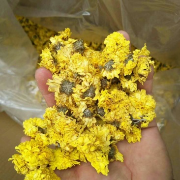 2019怀菊花珍珠菊白菊花河南特产焦作特级云台冰菊