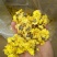 2019怀菊花珍珠菊白菊花河南特产焦作特级云台冰菊