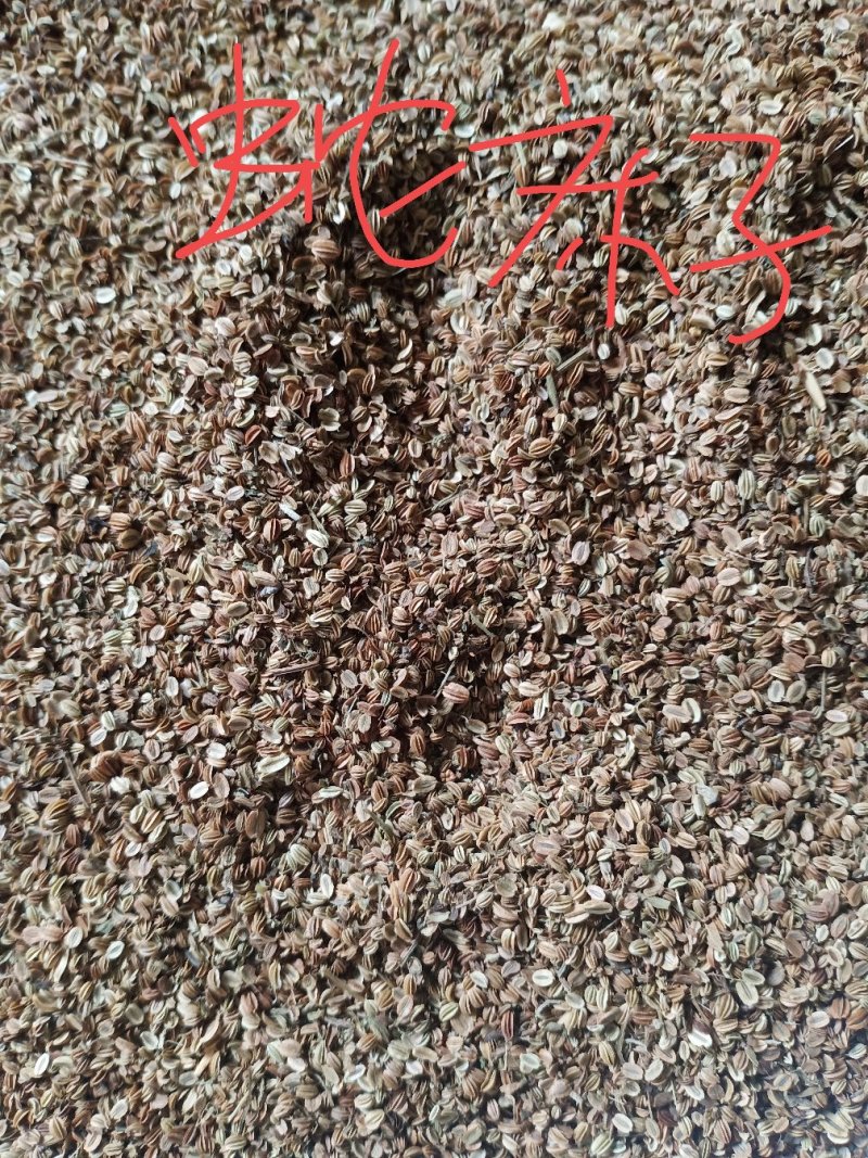 产地直销蛇床子，无杂质，欢迎新老客户前来洽谈订购