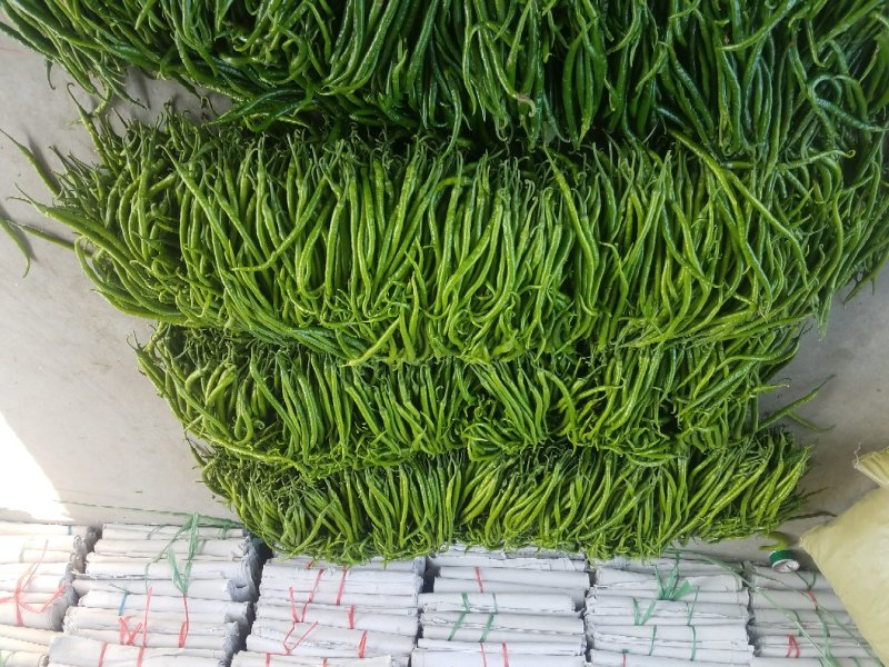黄线椒大量上市.线椒.3号椒.8号椒.二荆条