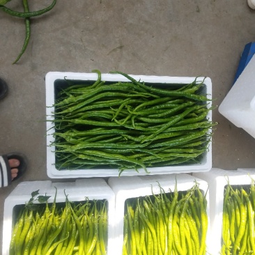 黄线椒大量上市.线椒.3号椒.8号椒.二荆条