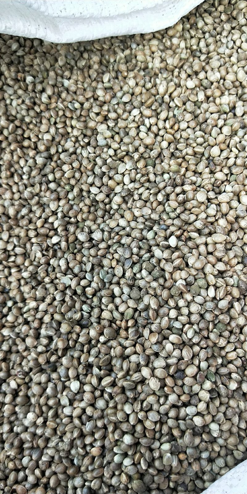 麻子麻子仁去皮麻仁
