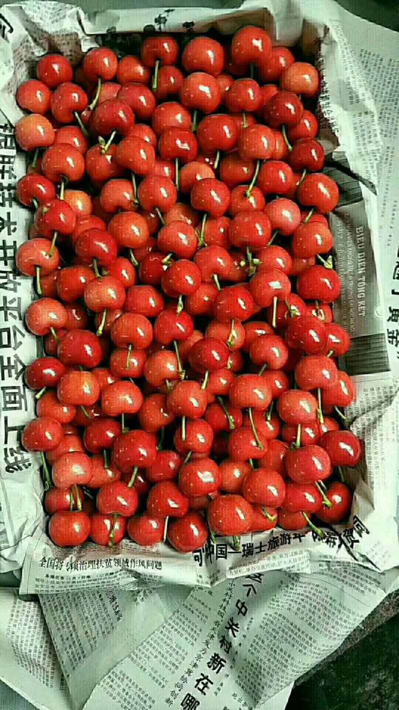 樱桃，红灯樱桃，美早大樱桃，产地一手货源，代发全国