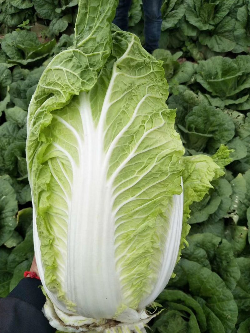 大白菜大量供应