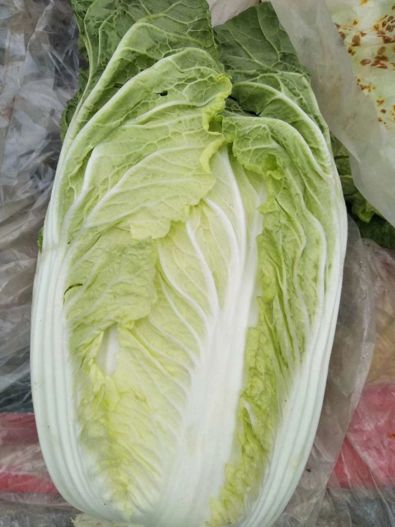 大白菜大量供应