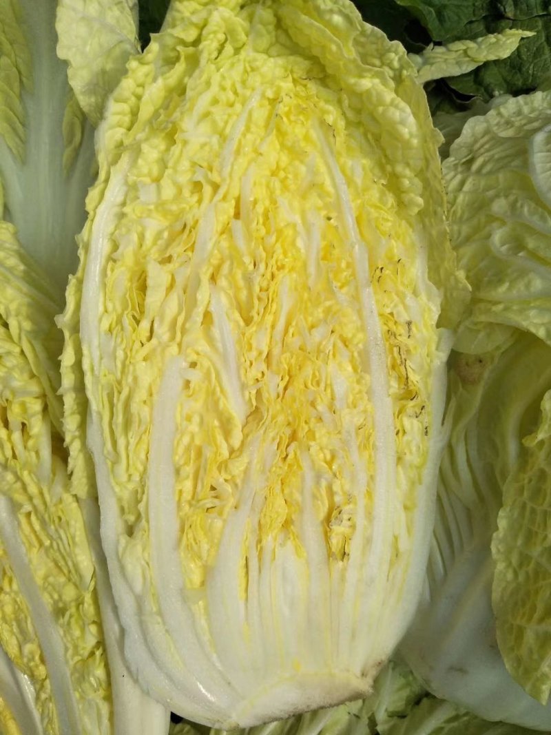 大白菜大量供应