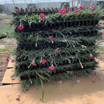 彩虹石竹穴盘苗大量现货。
