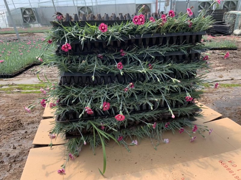 彩虹石竹穴盘苗大量现货。