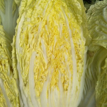 大白菜大量供应