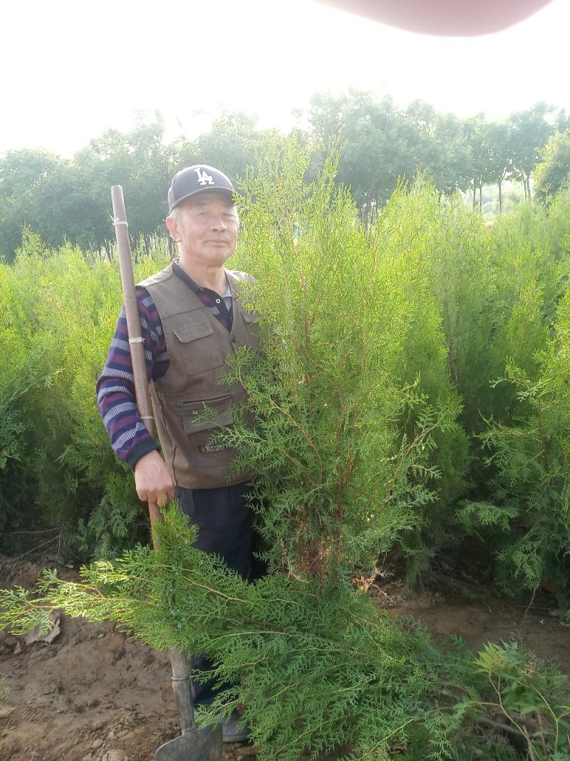 1米侧柏