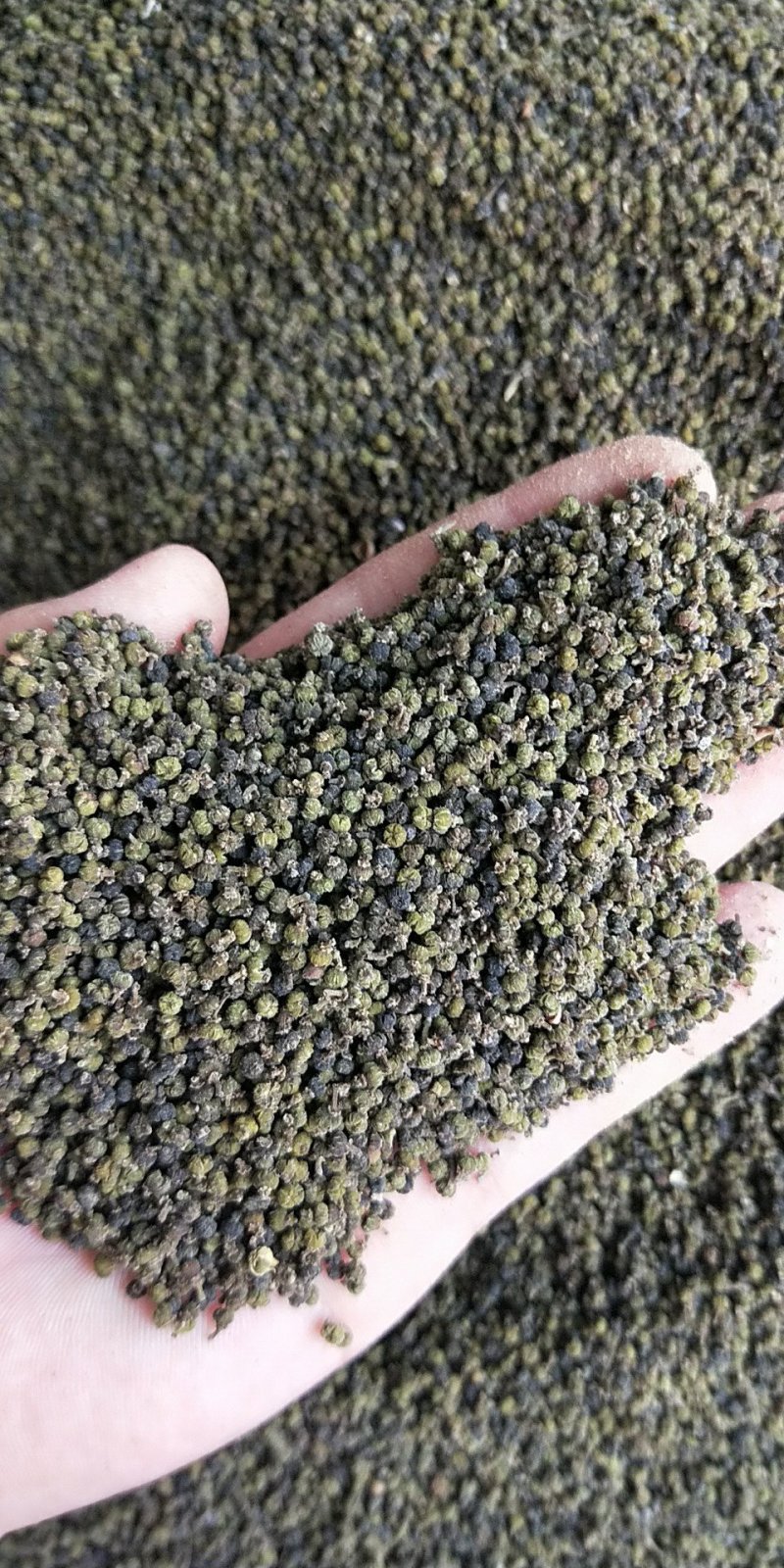 优质吴茱萸，大花中花小花正品江西颜色青