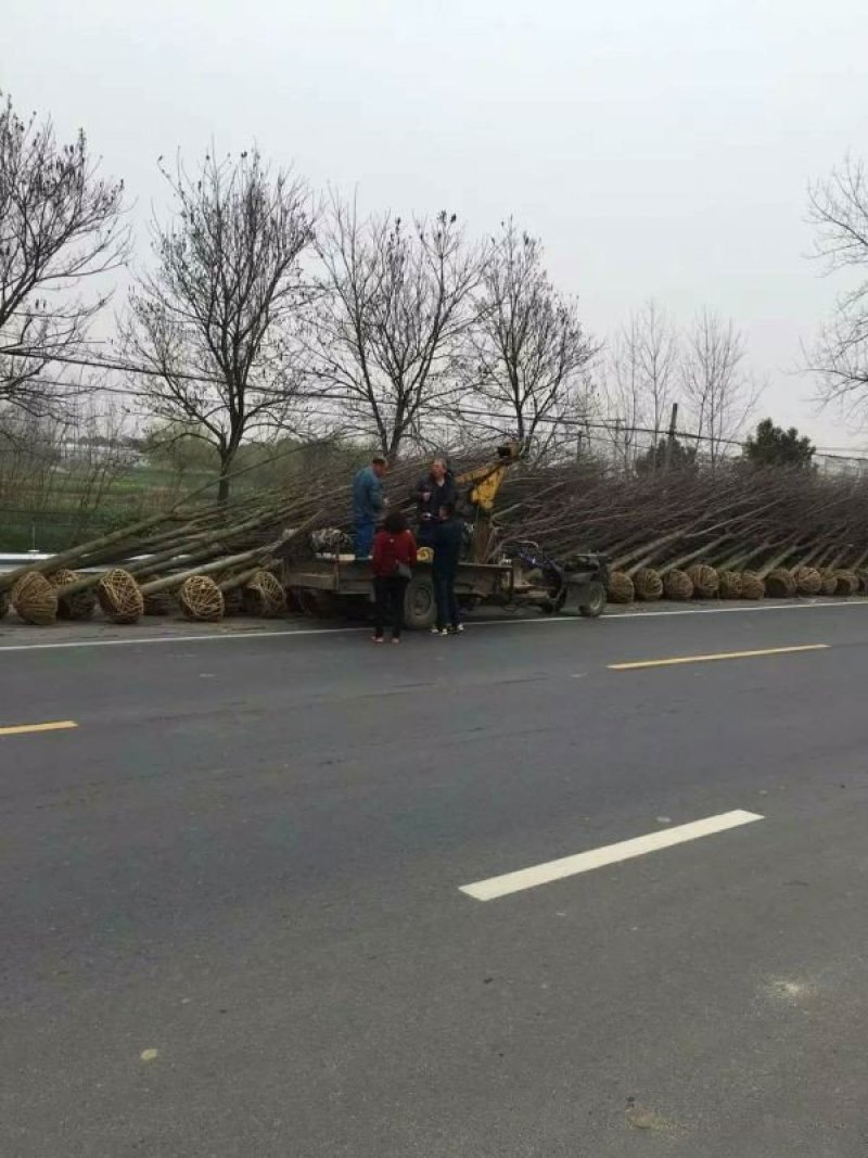 常年批发供应鹅掌楸价格优惠，沭阳鹅掌楸基地现货待售