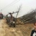 常年批发供应鹅掌楸价格优惠，沭阳鹅掌楸基地现货待售