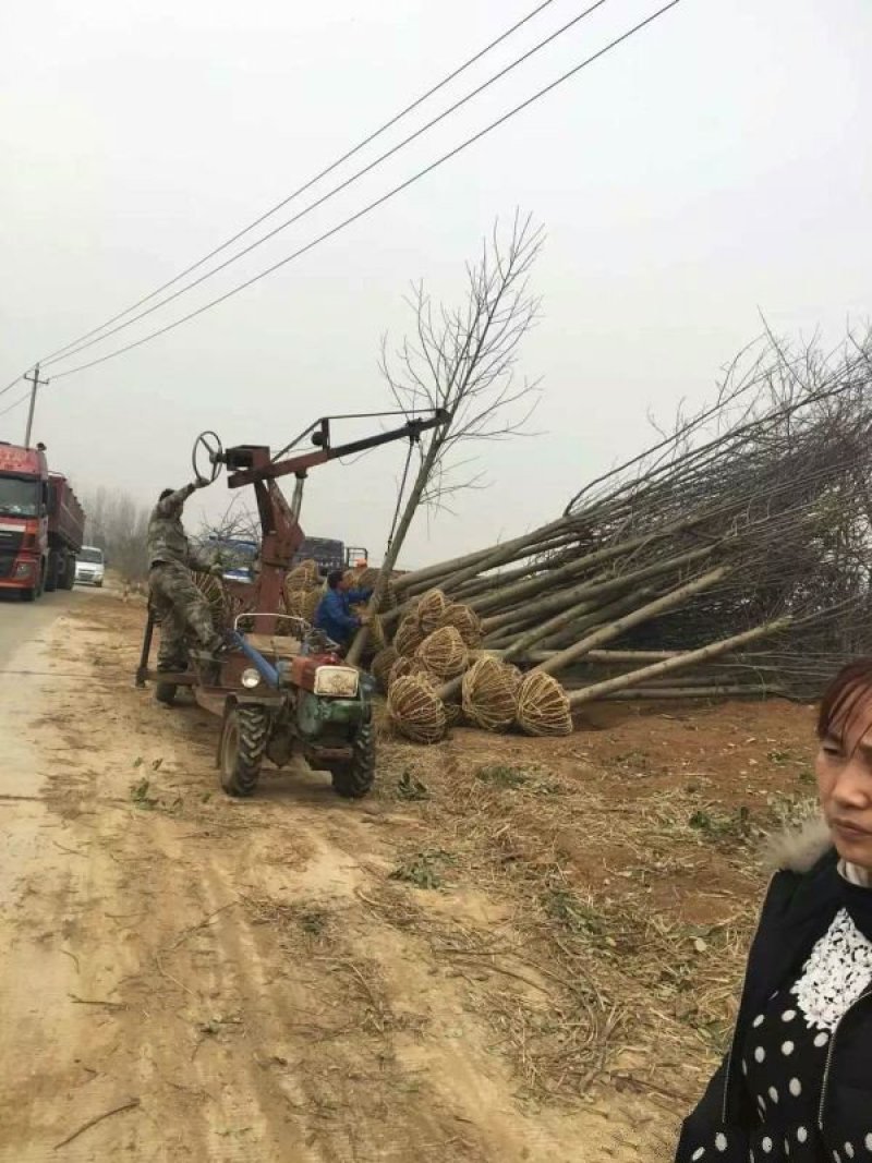 常年批发供应鹅掌楸价格优惠，沭阳鹅掌楸基地现货待售