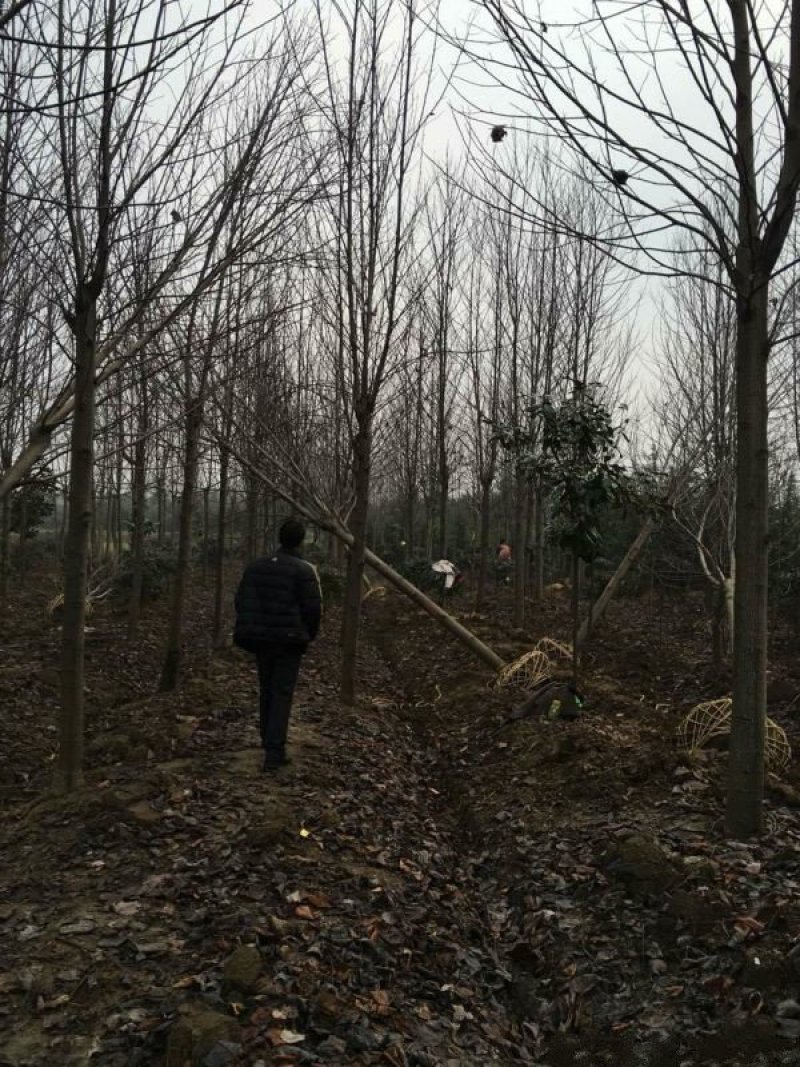 常年批发供应鹅掌楸价格优惠，沭阳鹅掌楸基地现货待售