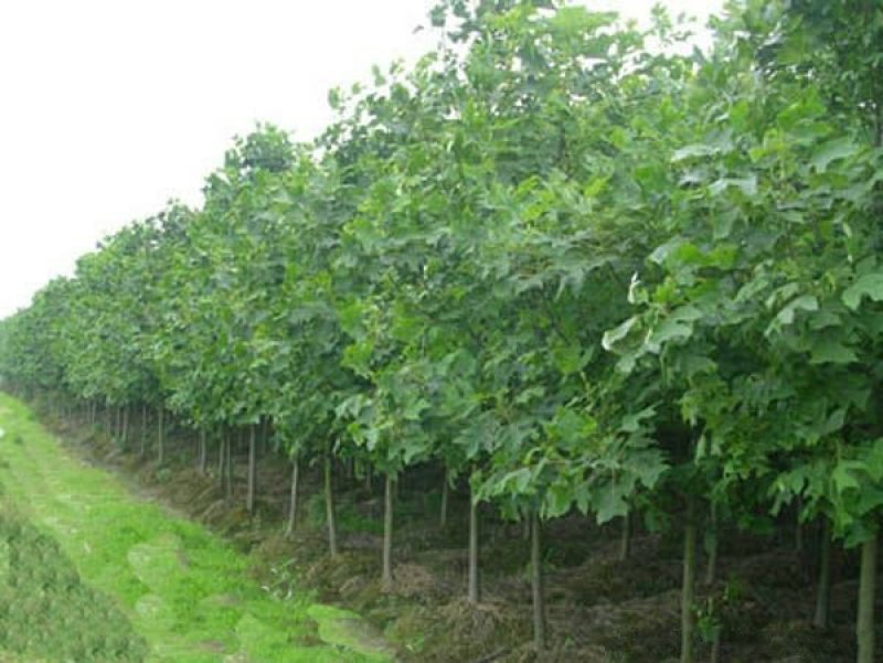常年批发供应鹅掌楸价格优惠，沭阳鹅掌楸基地现货待售