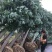 常年批发供应鹅掌楸价格优惠，沭阳鹅掌楸基地现货待售
