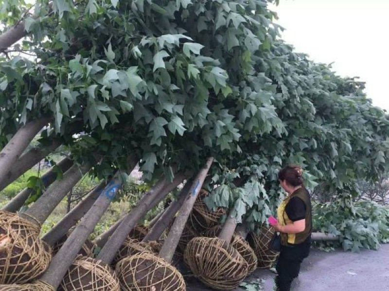 常年批发供应鹅掌楸价格优惠，沭阳鹅掌楸基地现货待售