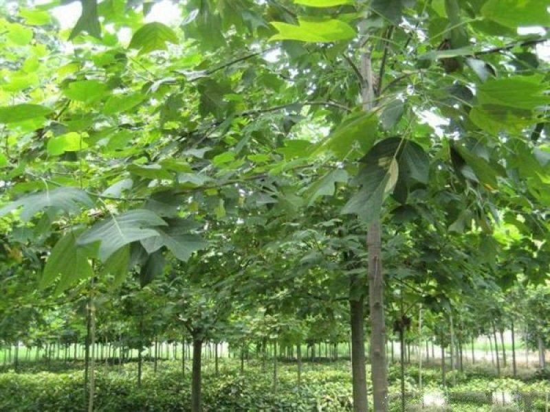常年批发供应鹅掌楸价格优惠，沭阳鹅掌楸基地现货待售