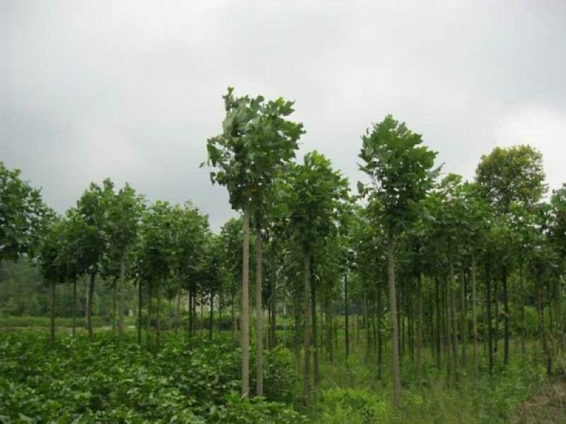 常年批发供应鹅掌楸价格优惠，沭阳鹅掌楸基地现货待售
