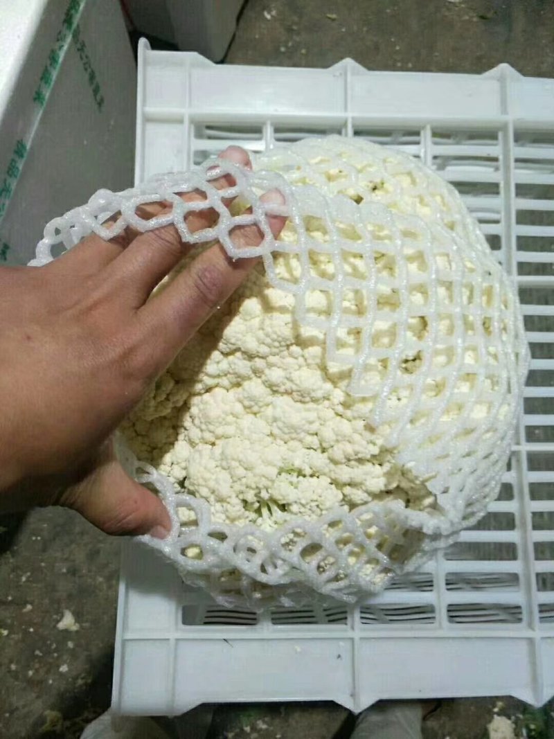 河北省邯郸市丛台区联帮蔬菜批发市场大量供应精青梗白面松花