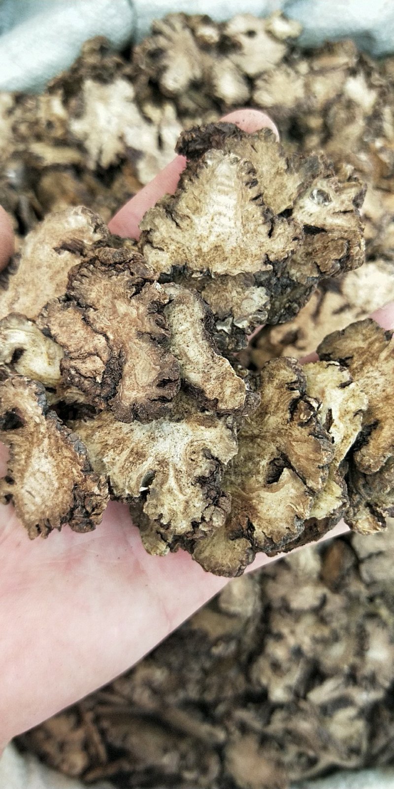 川芎四川无硫炕货厚片薄片供应上千种中药材