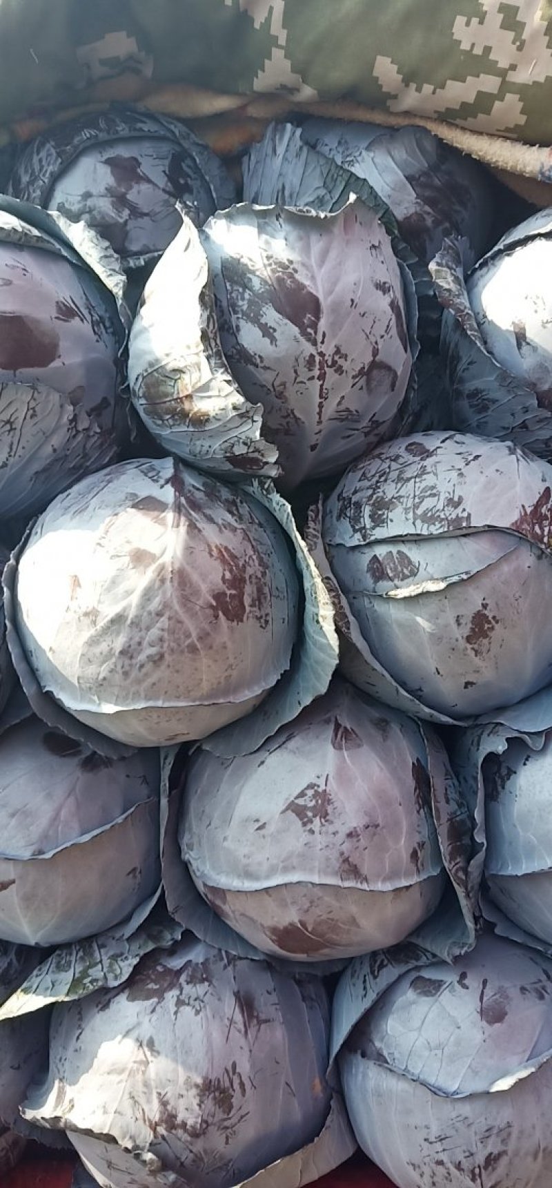 精品紫甘蓝，春季必久1112，卡萨罗等比久系列，产地直发