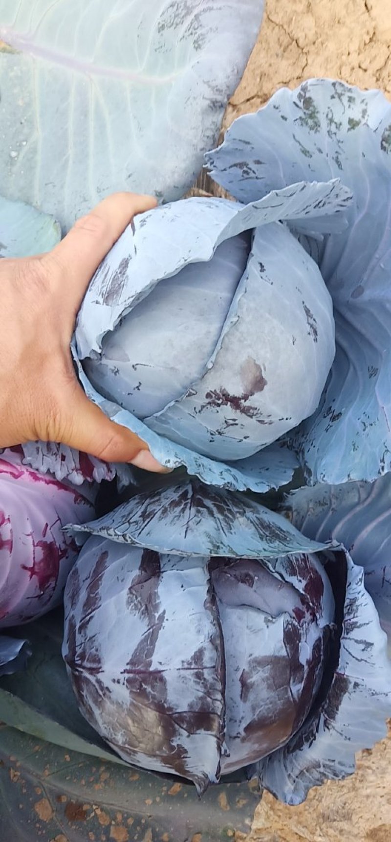 精品紫甘蓝，春季必久1112，卡萨罗等比久系列，产地直发