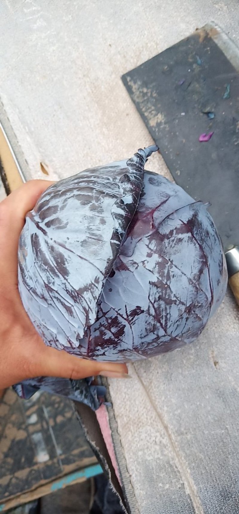 精品紫甘蓝，春季必久1112，卡萨罗等比久系列，产地直发
