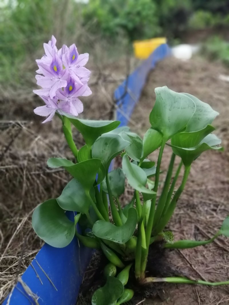 水葫芦，又名风凤眼莲。